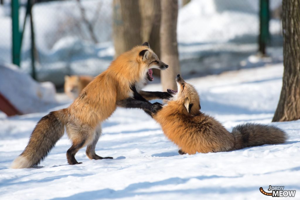 Sweet place in which hundreds of foxes are running around.